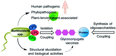 Burkholderia